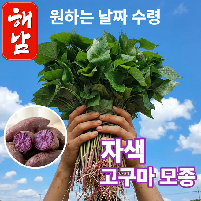 더맛곳간 국내산 해남 자색고구마 모종 고구마순 종근 종순 종자 자색고구마, 1개, 1kg