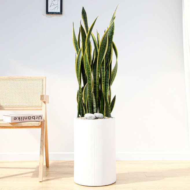 드셀플라워 산세베리아 금전수 개업 화분 집들이 선물 승진 사무실 이전 병원 개원 식당 개업식 축하 화분 배달 당일배송 84.특대형_산세베리아 흰색원형 경량화분, 84.특대형_산세베리아 흰색원형 경량화분x1