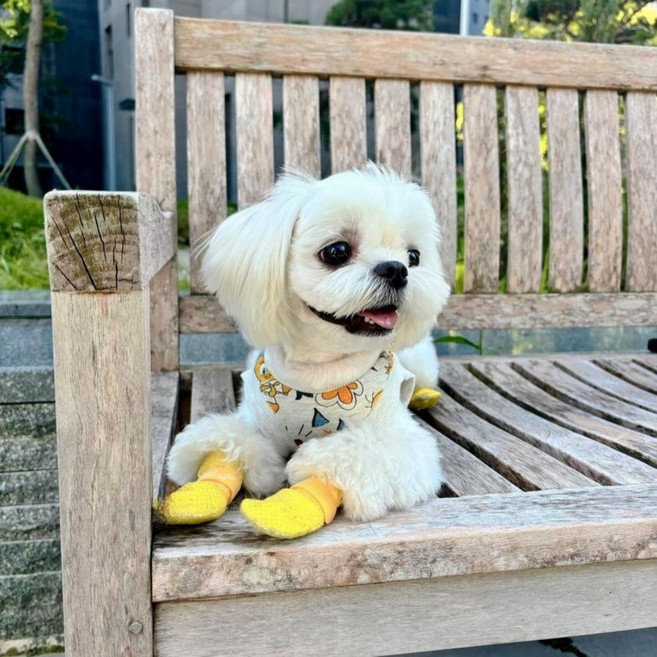 미르팩토리 강아지 일회용 신발 양말 댕댕슈즈 미끄럼방지 방수, 퍼플, 1세트