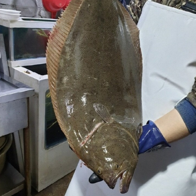 국내산 당일조업 3-5kg급 자연산 대광어회 필렛, 1개, 500g