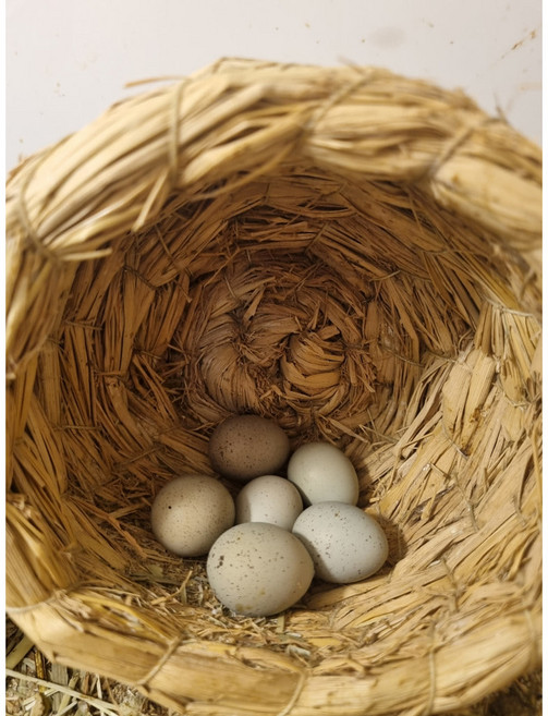 미니메추리 알 종란 유정란 부화용 알 (식용불가 색상랜덤) 1알, 화이트,실버,턱시도,실버턱시도, 1개