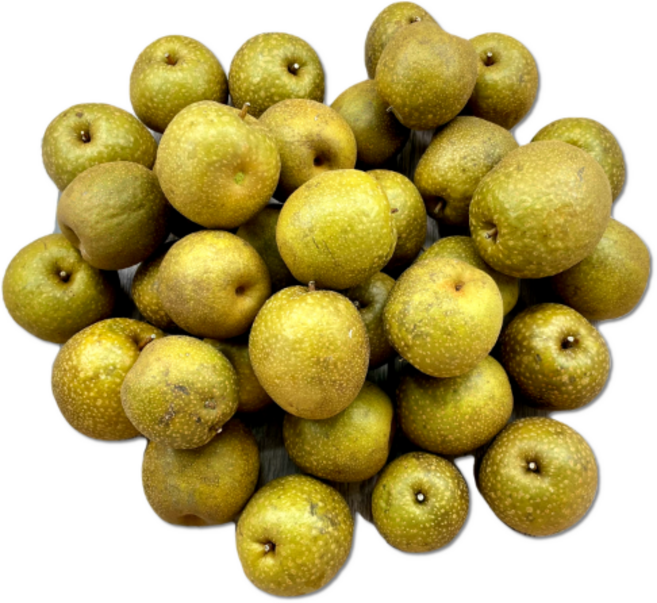 지리산 청정약초 자연산 야생 산돌배(국내산) 10kg, 1개