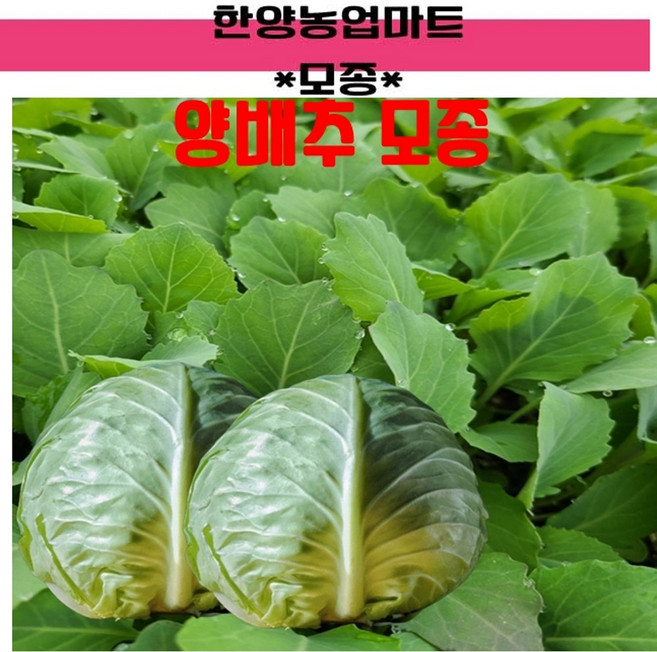 모종-양배추모종 묘종 육묘, 50개