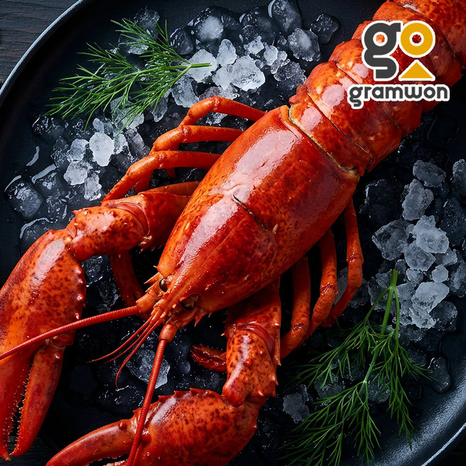 캐나다 자숙 랍스터 11미 (400450) 바닷가재 냉동 랍스타 업소용 대용량