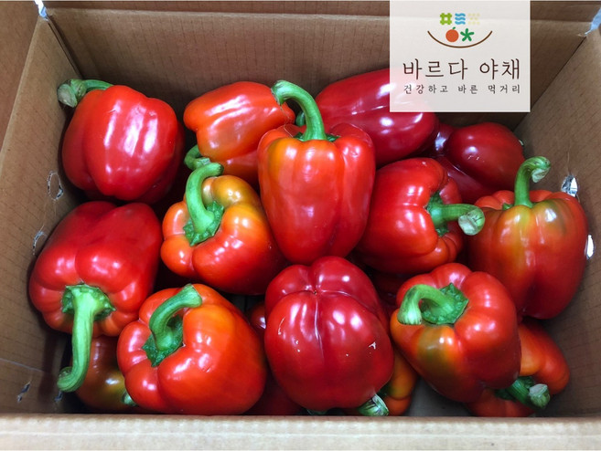 바르다야채 빨강 파프리카(특) 5kg, 1개
