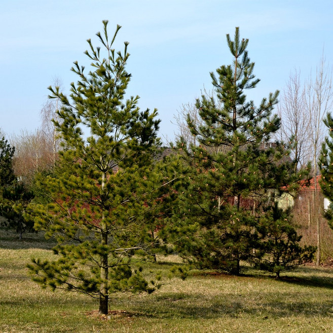 [충북농원] 스트로브 잣나무 잣나무 묘목 - H0.3~H1.0 포트묘, H0.5/포트, 1개, 3. H0.5/포트