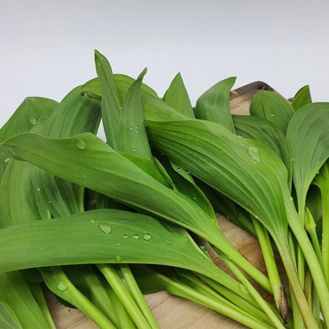 강원도 산지직송 명이나물 생명이나물 제철 1kg, 500g