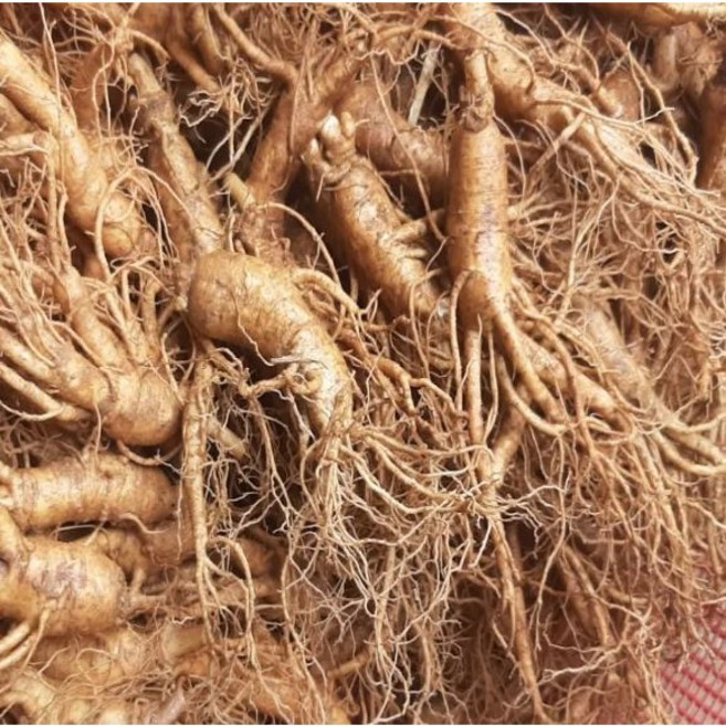 인삼 5년근 1kg 파지 삼계탕인삼 홍삼 못난이 인삼 홍삼용, 1kg 인삼 파삼 세척( 0 ), 1개
