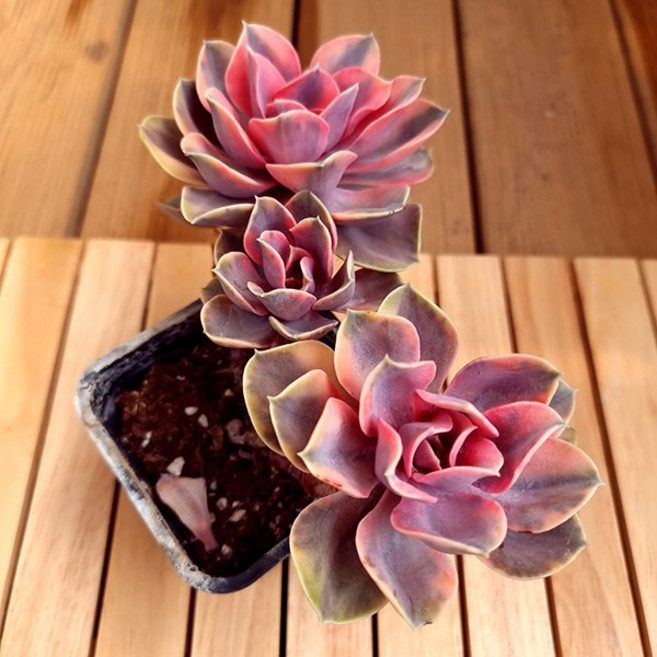 웨스트레인보우 다육이 키우기 쉬운 거실 국민 다육식물 아프리카 농장 2-190, 1개, 초록