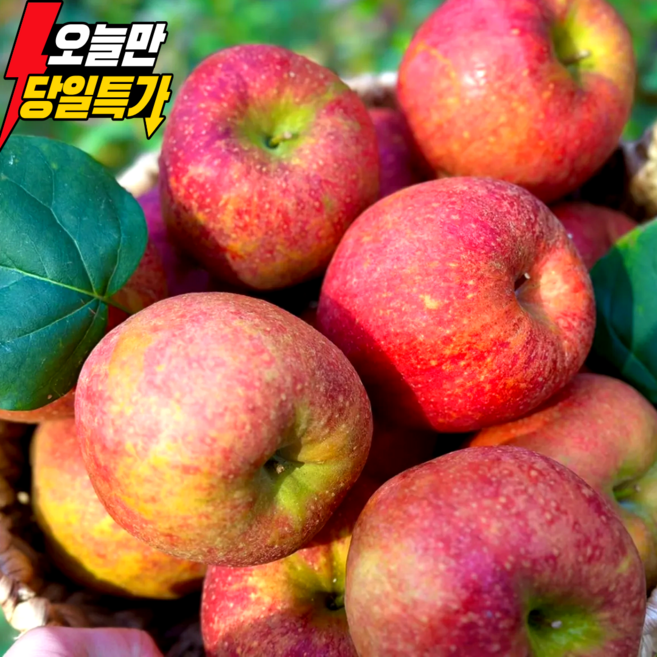 [100박스한정수량]초특가 고당도 산지직송 장인선별 부사사과, 1박스, 10kg 중소과