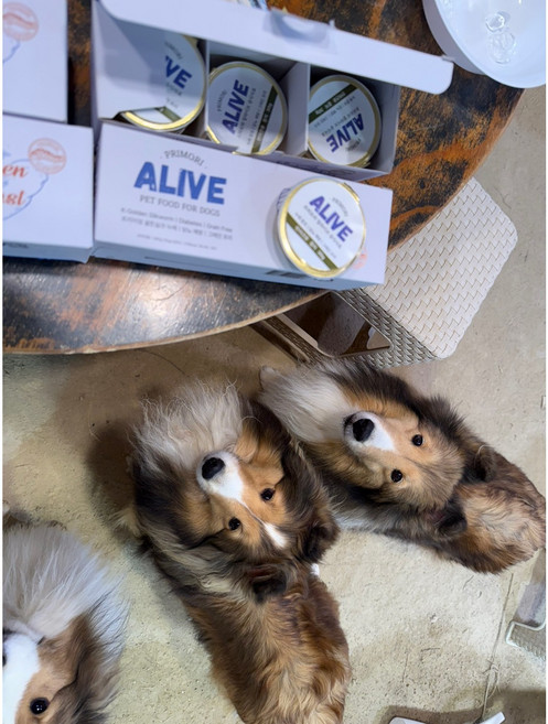 프리모리 강아지당뇨 강아지비만 강아지습식사료 강아지캔 강아지간식 강아지사료, 12개, 30g, 참치