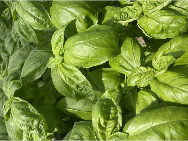 바질 큰잎 생잎 페스토용 1kg + 100g 중량UP, 1개