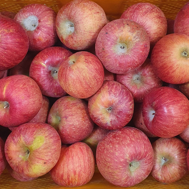 [50박스한정] 초특가 꿀사과 가정용 부사, 1박스, 10kg