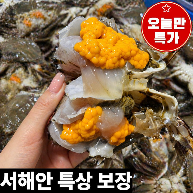 [수율 보장] 국내산 생물 알배기 서해안 활 암꽃게, 1박스, 1kg (4~6미)