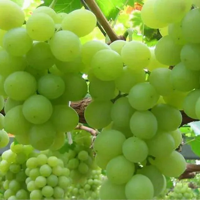 고당도 애플청포도 오톰크리스피 프레쉬 씨없는 포도, 2개, 800g