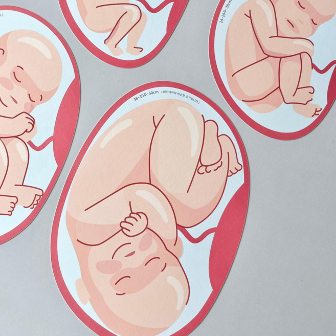 우가차차486 뱃속 아기 실물 카드 태아발달과정 임밍아웃 임신 신생아