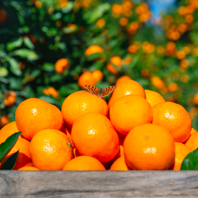 [무조건최저가] 최대18Brix+ 산지직수입 만다린 3kg, 1박스