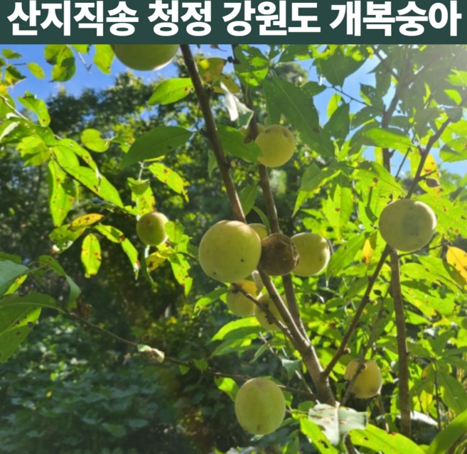 국산 강원도 100% 햇 돌복숭아 야생 노지 산지 개복숭아 게복숭아 열매 발효 청 액기스 만들기 약용 효소 10kg 10키로