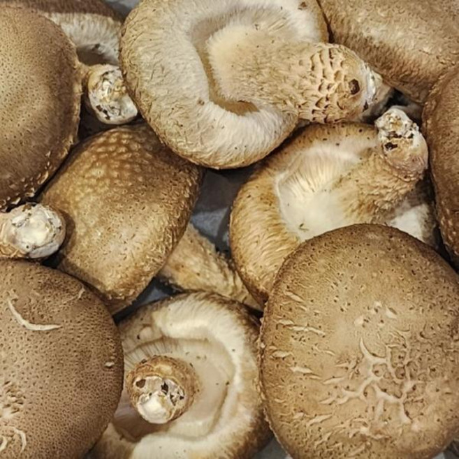 산지직송 국내산 무농약 송화버섯 1kg 고급 송향버섯 고기식감 선물용 가정용 표고버섯 백화고버섯, 1개