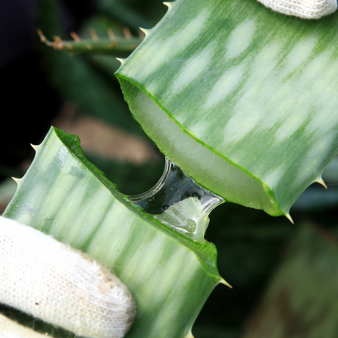 유기농 껍질째 먹는 식용 생잎 알로에 사포나리아, 1개, 1kg