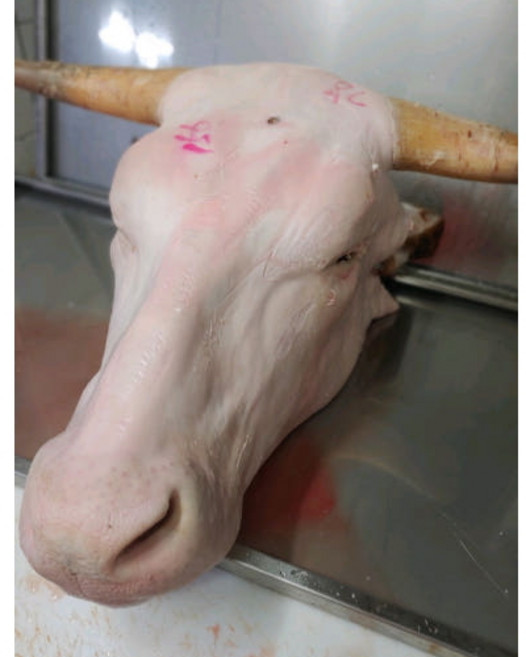 생소머리 소머리 국내산 통머리 발골소머리 손질소머리 우설 수육고기 우시장 한우 거세 한마리/머리뼈 선택안함, 1박스, 23kg