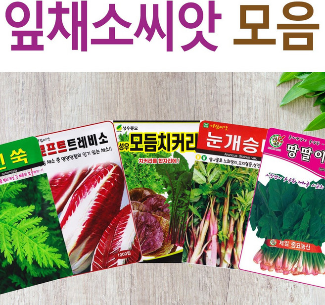 살아있는 씨앗 모음 채소씨앗 상추 쑥갓 궁채 유럽 치커리 루꼴라 치커리 청경채 시금치 파 양파 부추 도라지 곰취 더덕 곤드레 나물 내이 종자, C- 적경치커리, 1개