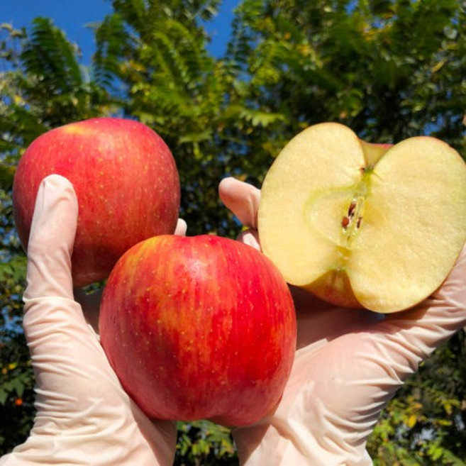 고당도 꿀 사과 경북 부사 가정용 2kg 3kg 5kg [원산지 국산(경상북도)] [원산지:국산(경상북도)], 1세트, 5KG 중과(17~22개)