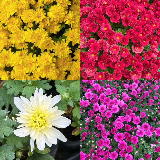 골드씨드 국화 분홍 노랑 흰색 빨강 4치 포트 노지월동식물 다년생식물 야생화 지피식물 꽃피는 야생화, 1개