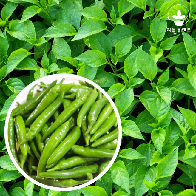 리틀플랜트 청양고추 신칼라 모종, 36개