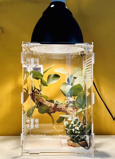 게코홈 아크릴 크레스티드게코사육장, 1개, 20x20x30cm 케이지 단품