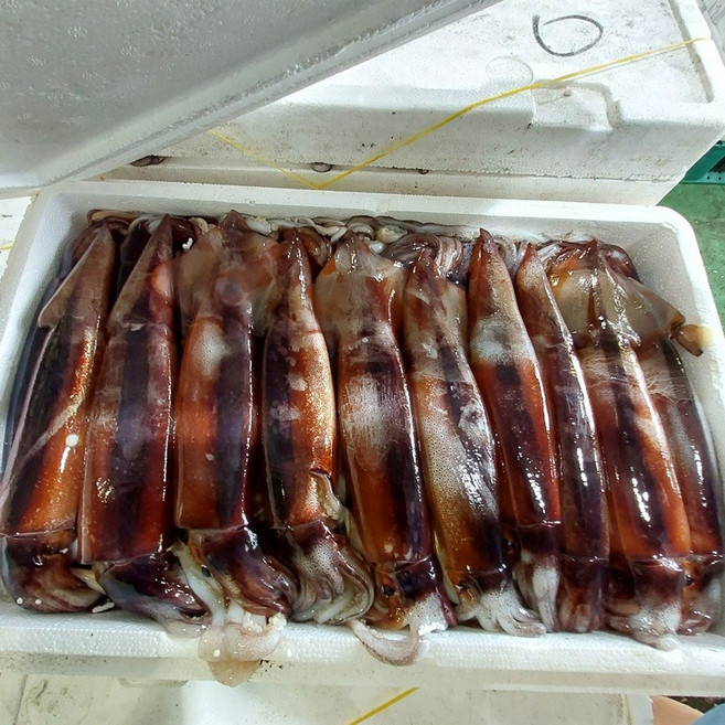 원양산 신선 냉동 통 손질 오징어 350g, 1개, 4팩 8마리