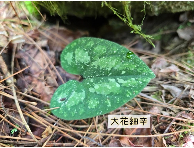 大花細辛/花葉細辛 盆栽 雨林植物 觀葉植物 適合微景觀與辦公室種植, 1個, 一株,大花細辛（裸根寄送）,植株大小約3-10公分（不含盆土）