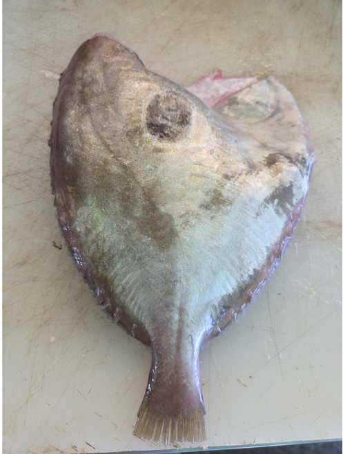 전남 완도 달고기포(500g 이상) 흰살생선 생선전 생선까스 이유식재료, 1개, 손질전1kg 손질후400g 전후