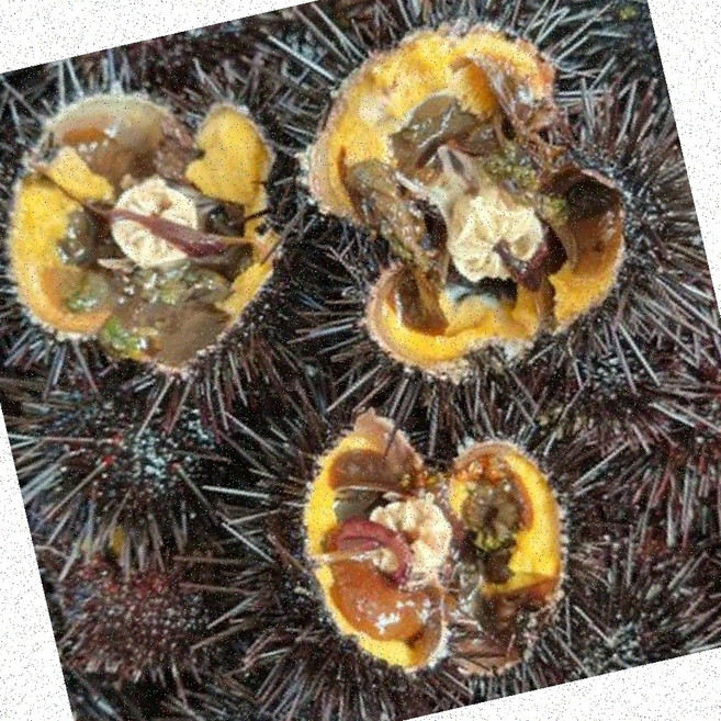 해산물보라성게알 성게알 가정용 보라 100g 우니 미역국 회 직배송, 1개, 상세페이지 참조