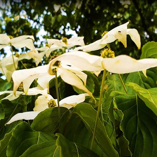 [좋은원예] 산딸나무 실생5년 개화주, 1개