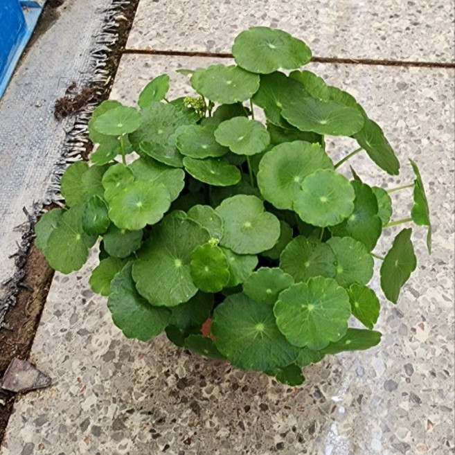 워터코인 수생식물 수경재배 1개 그린식물팜 공기정화식물, 기본