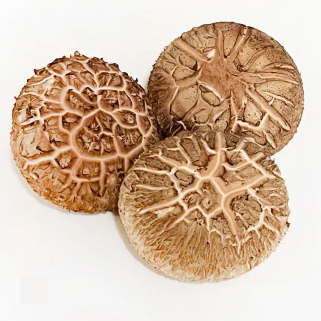 [예산농장] 생표고버섯 파지 하품 상품 중품 특품 화고 표고버섯 실속형 중, 1개, 1kg