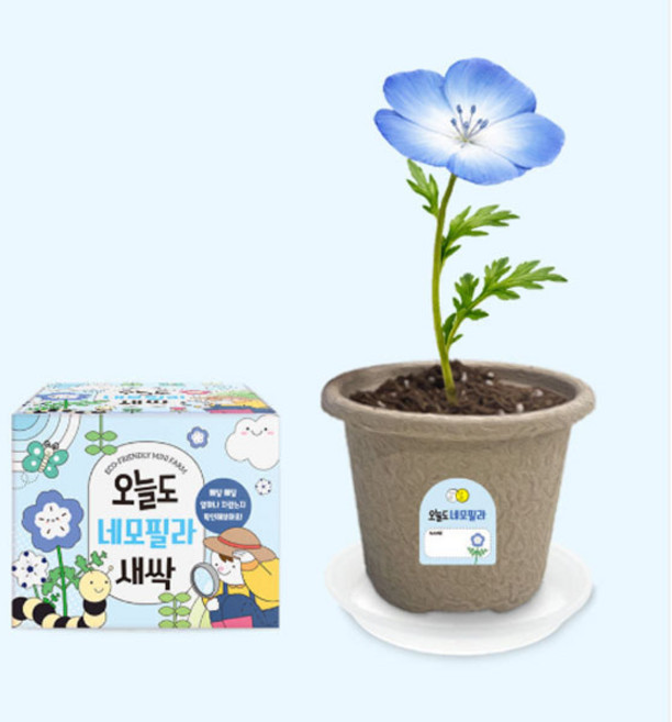 오늘도새싹 네모필라 키우기