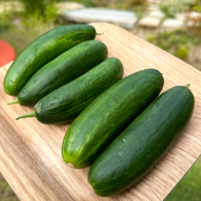 다다상회 국내산 미니오이 스낵오이 간식용 다이어트 간편오이, 1박스, 2kg