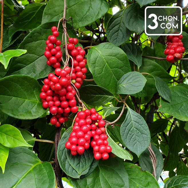 [문경직송] 25년 수확한 절임 오미자 10kg, 1개