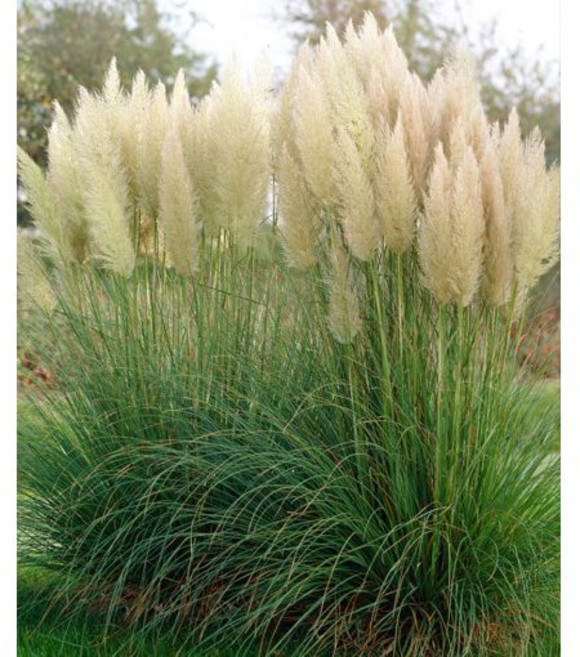 팜파스 그라스 (pampas grass 팜파스그라스 자이언트 깃털 대형 그라스 그래스 사초 억새 갈대 야생화 지피식물 월동식물 정원식물 가을꽃 가을식물 가을정원, 지름40cm화분(30리터), 1개