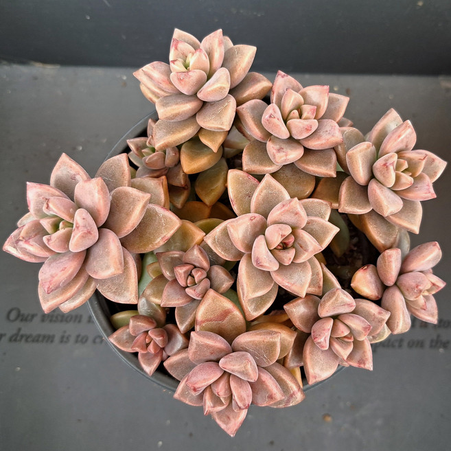 희귀예쁜다육 28종 모아보기, 19번)프리티