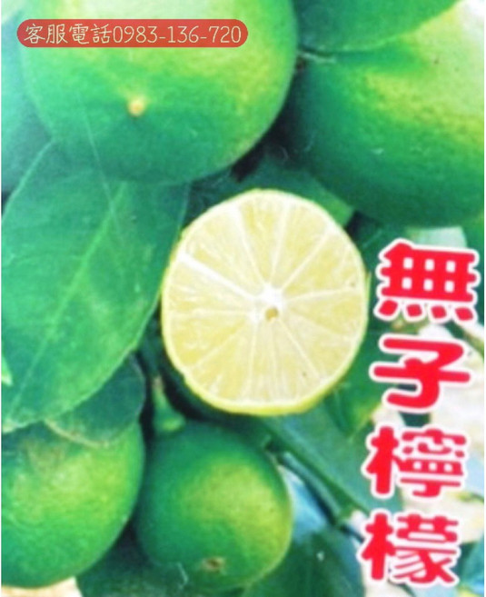 台灣香檬小品盆栽 四季常青 居家辦公室綠植盆栽, 1個, 無子檸檬苗
