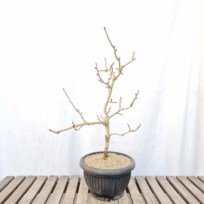 루비 산사 중형 나무 묘목 열매 꽃 분재 테라스 카페 화분 인테리어 식물, 1개