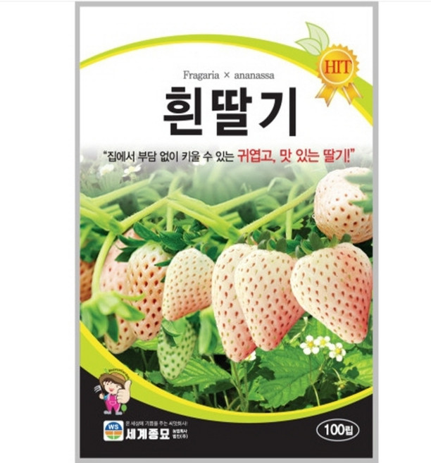 흰딸기 100립 / 딸기 씨앗 종자 과일 흰색딸기 CR