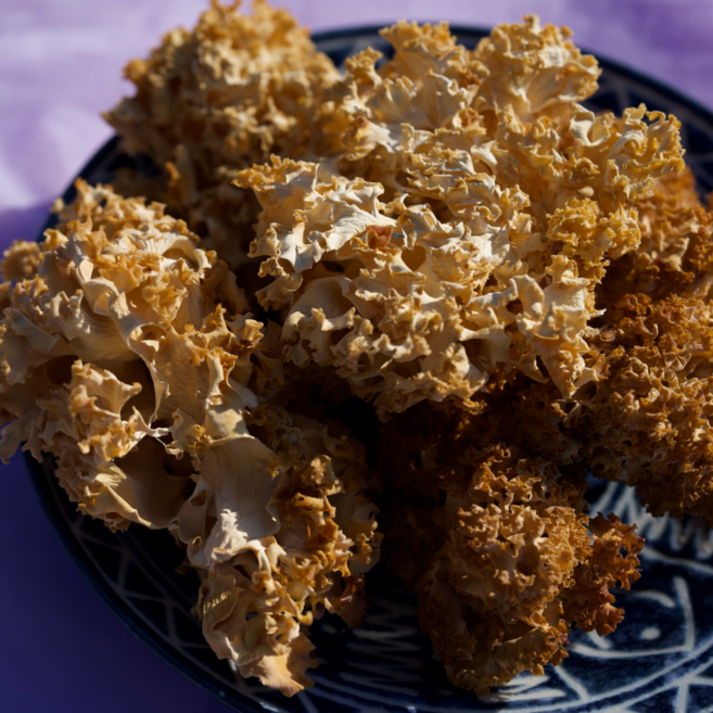 건조 꽃송이버섯 50g 유기농인증 무농약 신선농장