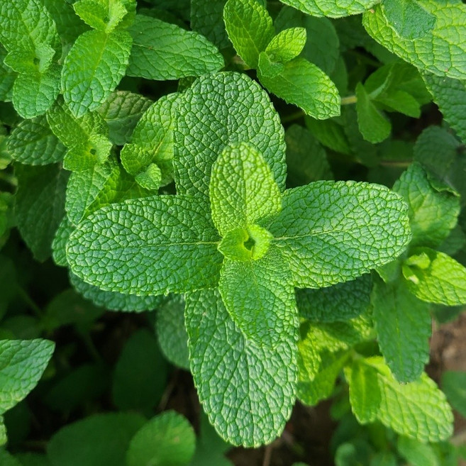 음료용 민트생잎 무농약 허브 모히또용 애플민트 100g, 1개