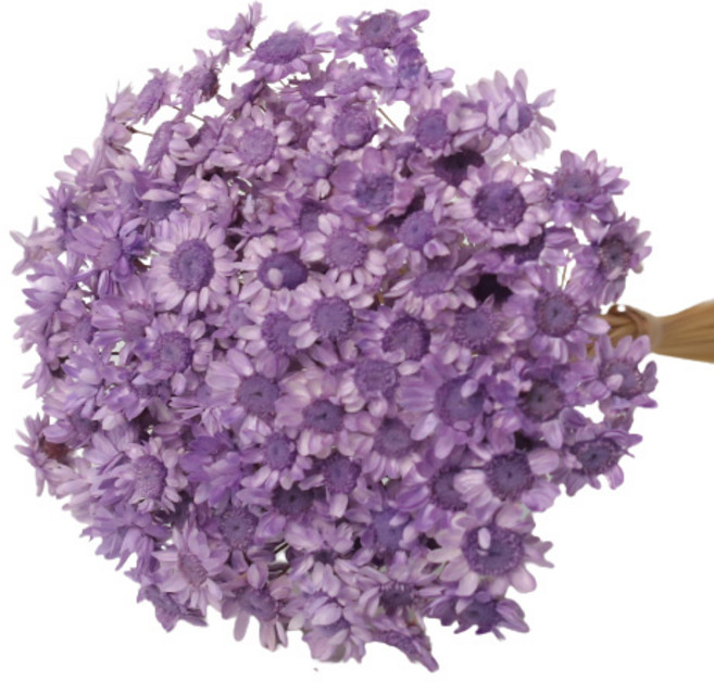 로맨틱노벰버 프리저브드 스타플라워 (150송이), 퍼플