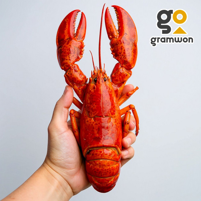 캐나다 자숙 랍스터 1마리 (400450) 바닷가재 냉동 랍스타, 자숙 랍스타