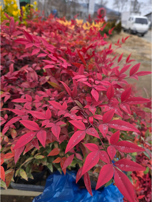 조경 정원수 울타리나무 남천 포트묘 황금남천 30cm 내외 5주 set, 1세트, 붉은남천